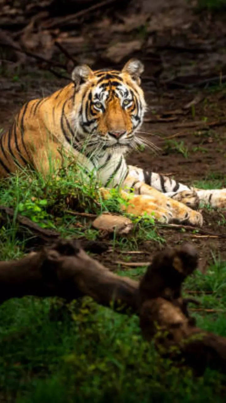 Bengal tiger vs Siberian tiger Comparison in Hindi #Shorts #Short 