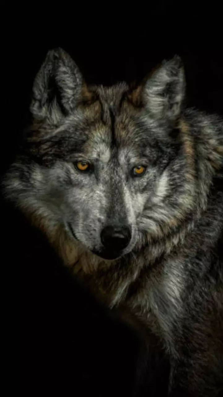 Wolf Wallpaper