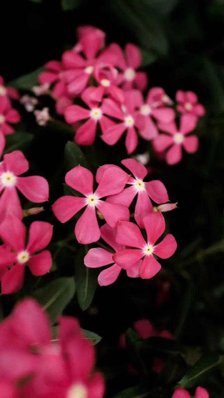 Periwinkle Sadabahar Flower Green Leaves Vibrant Stock Photo 2357001433 |  Shutterstock