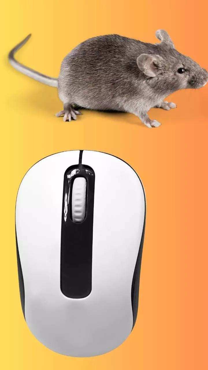 माउस को माउस क्यों कहते हैं, जानें इसकी रोचक कहानी : Why Is a Computer Mouse  Called a Mouse know interesting facts about Computer Mouse