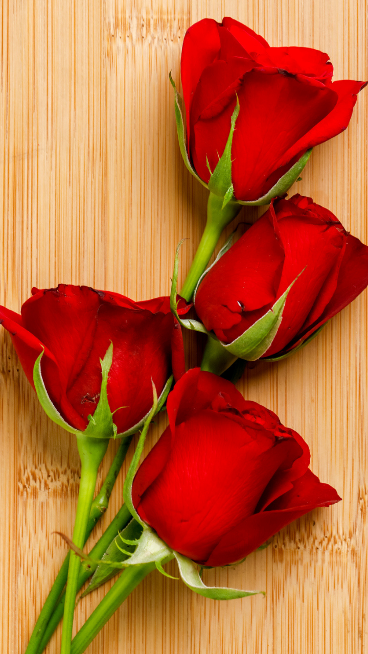 100 Rose Flower Pictures  Download Free Images on Unsplash