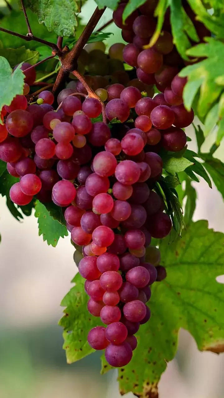 720x1280 Grapes, fruits, close up wallpaper | Grapes, Berries photography,  Fruit photography