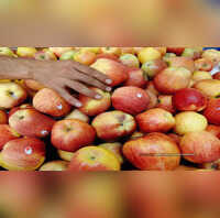 India Ban Apple Import less than 50 rupees per kgindia ban apple