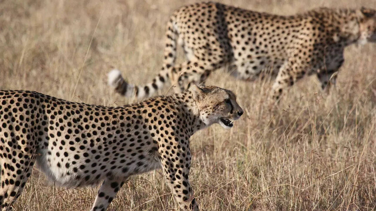 Cheetah death in kuno national park