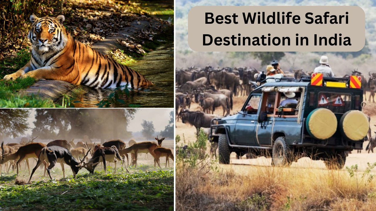 Wildlife Safari, Best national parks in India, wildlife safari destination for summer