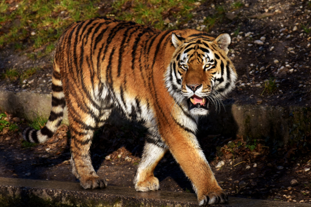 Bandhavgarh National Park