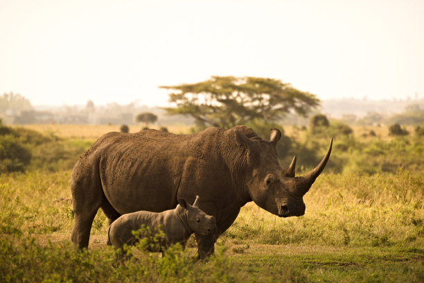 Kaziranga National Park