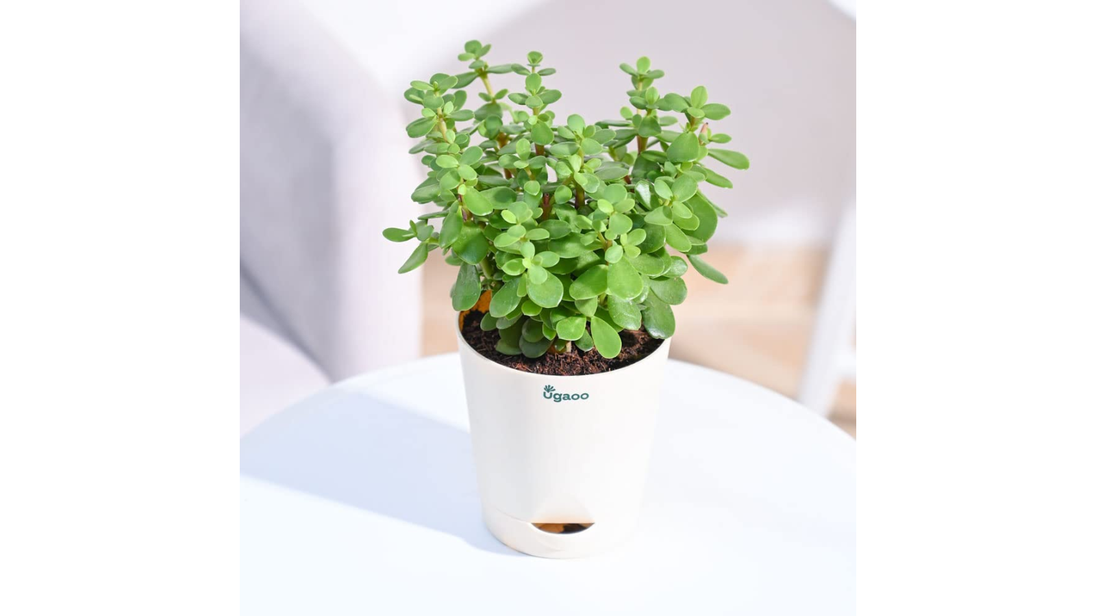 Ugaoo Good Luck Jade Plant with Self-Watering Pot