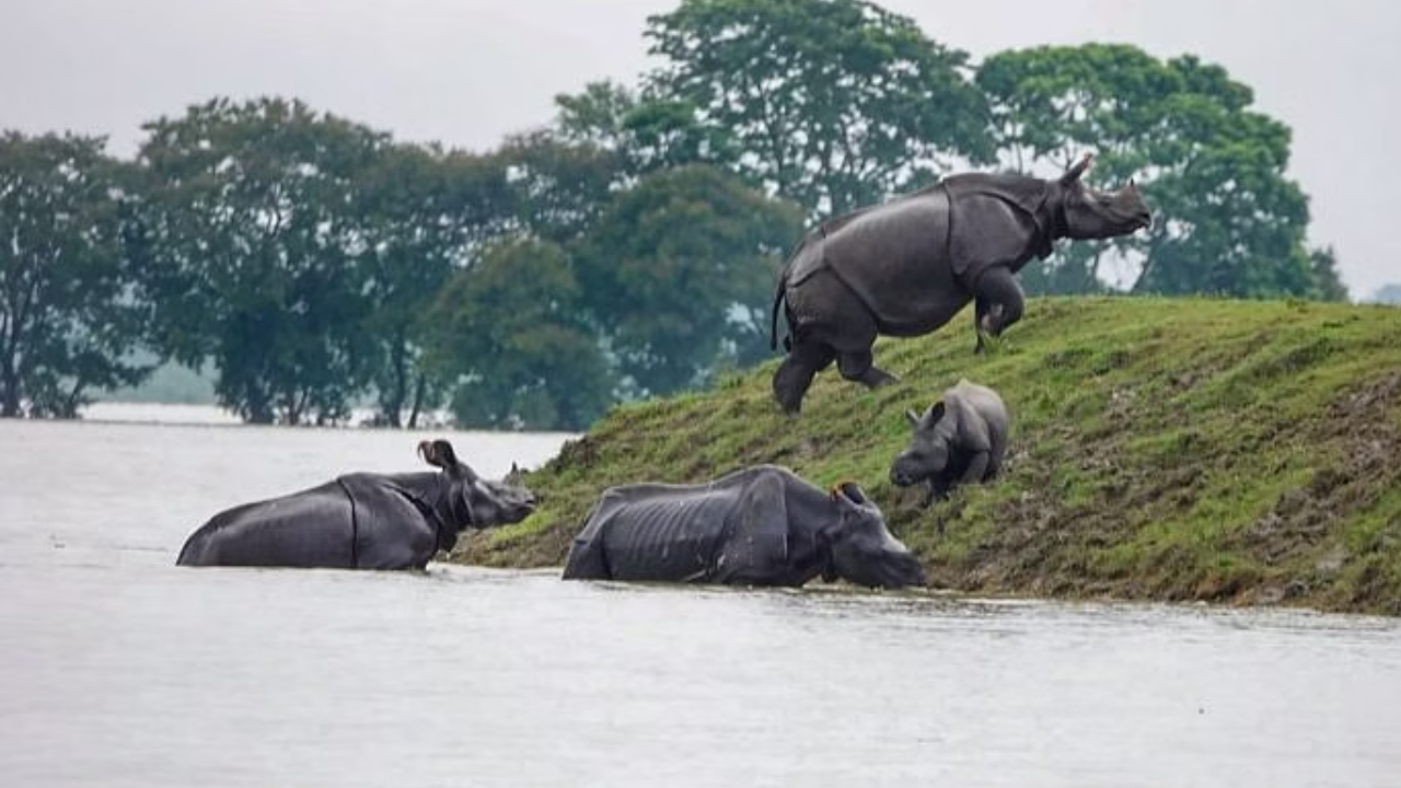 असम में बाढ़ से हाहाकार, जानवरों पर भी बरसी आफत, हिरन से लेकर कई गैंडा डूबे - Assam Flood: 70 percent of Kaziranga submerged, 77 animals dead