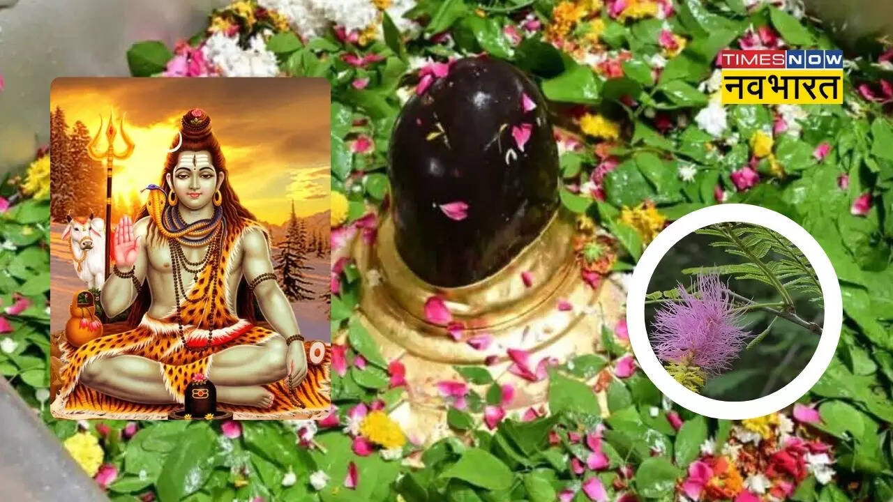 सावन में घर की दक्षिण दिशा में लगा दें ये चमत्कारी पौधा, धन-धान्य की ...