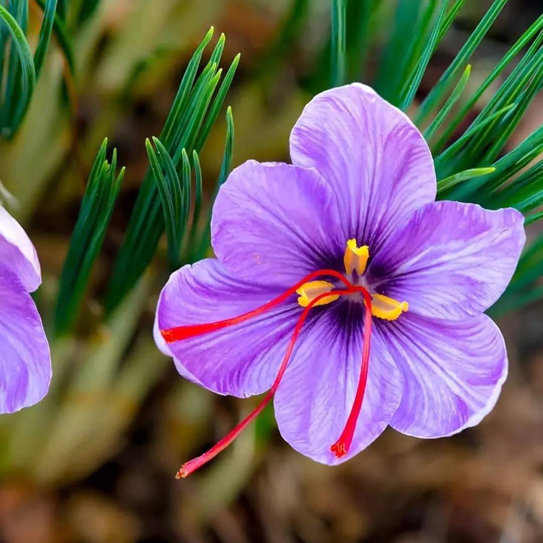 सैफरन क्रोकस Saffron Crocus