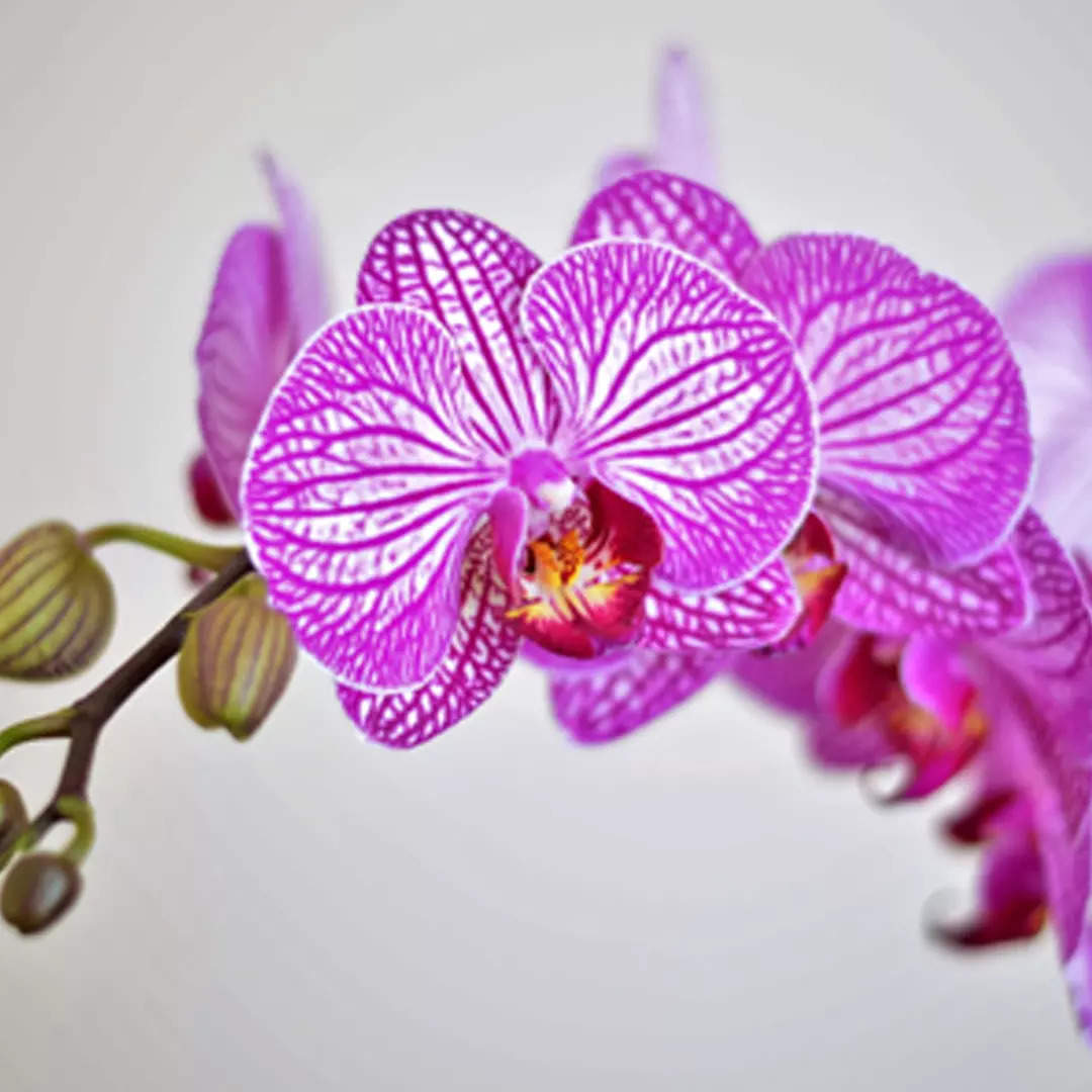 शेनजेड नांगके ऑर्चिड Shenzhen Nongke Orchid