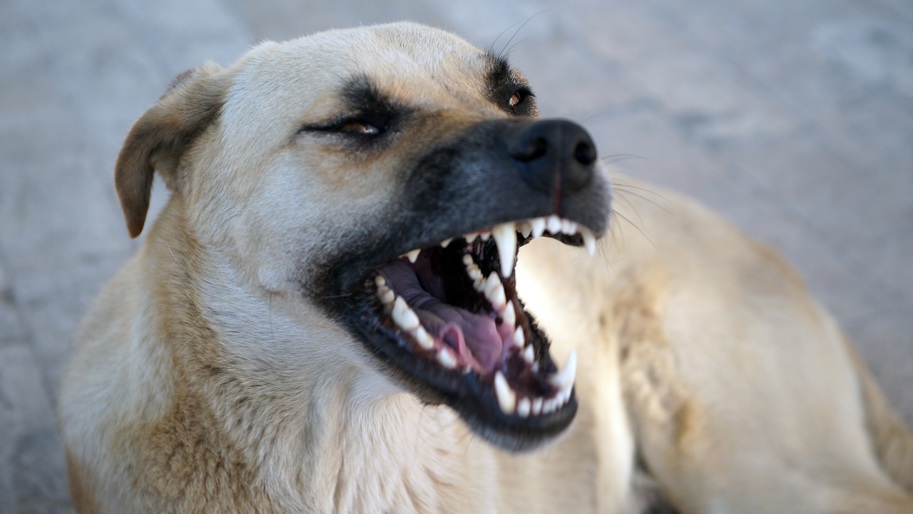 Ghaziabad Dog attack