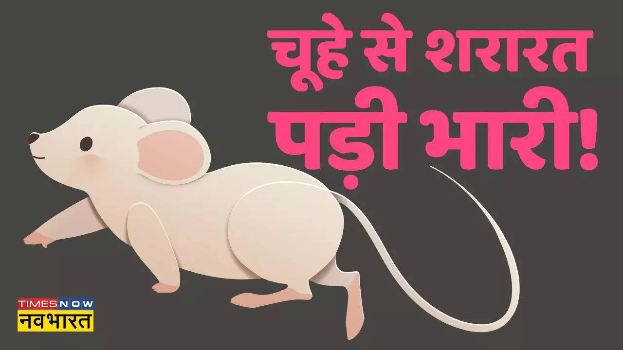 UP: Mouse deadbody sent for Postmortem in Badaun as complaint given by  People for Animal Member - चूहे की पूंछ में पत्थर बांध नाले में फेंका! गई  जान तो पोस्टमॉर्टम के लिए