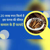 caterpillar fungus price per kg uses medical benefits is worth 30 lakh