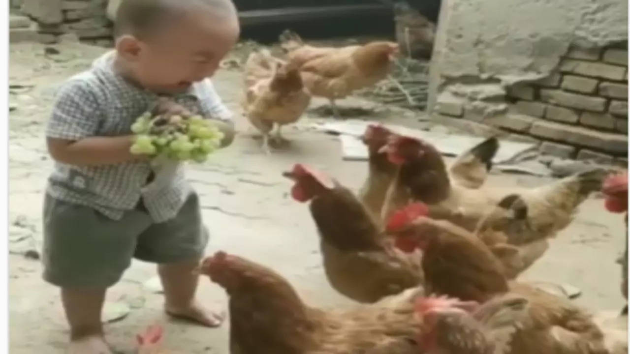 Murgi Funny Video: मुर्गियों के बीच फंसा बच्चा, फिर हुआ ऐसा धमाल उसे आप  बार-बार देखेंगे