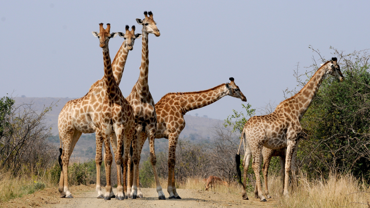 Many new wildlife like zebra and giraffe will be seen in Delhi Zoo from