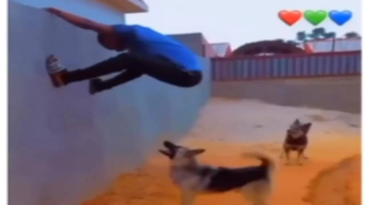 Dog Attack Video