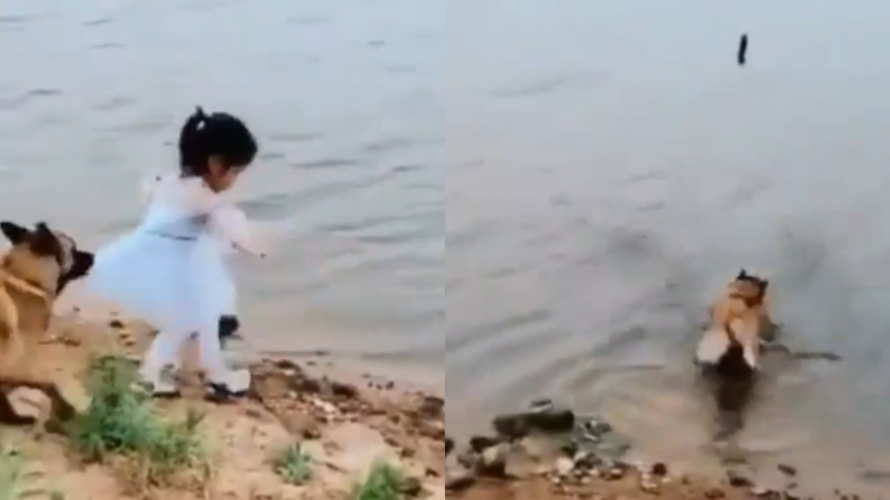 Dog Saved Baby Girl Viral Video