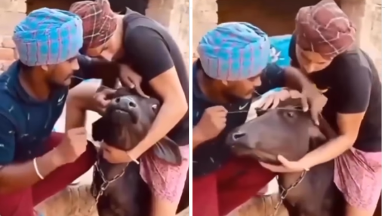 Boys Making Buffalo Eyebrows Viral Video