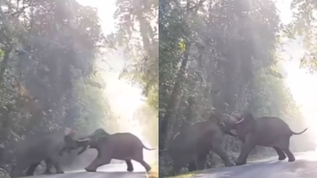 Elephant Fight Video