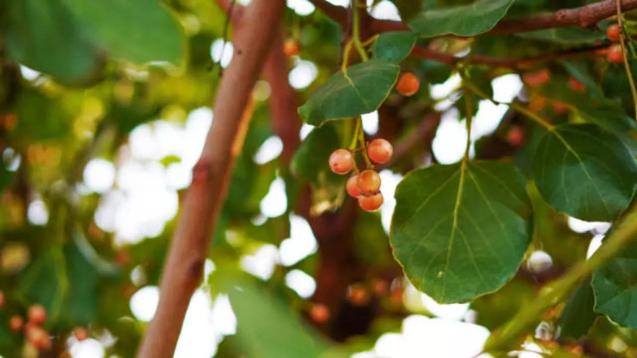 Cordia Myxa, Lasoda Khane ke fadye, Lasoda benefits