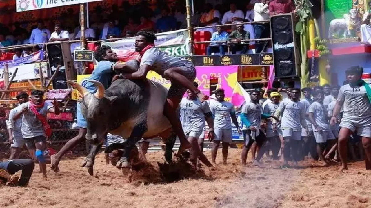 Jallikattu in Tamil Nadu