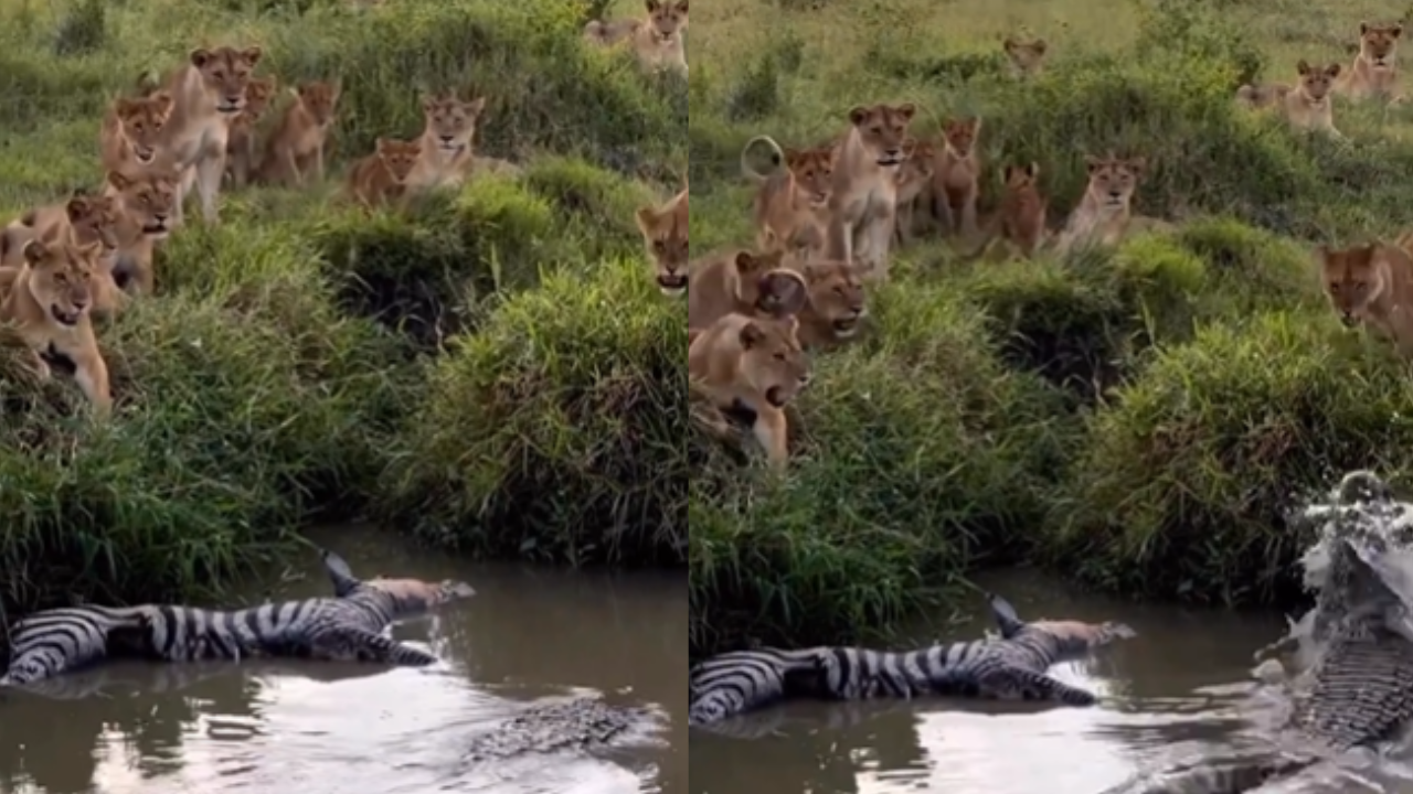 Lioness Crocodile Fight Video