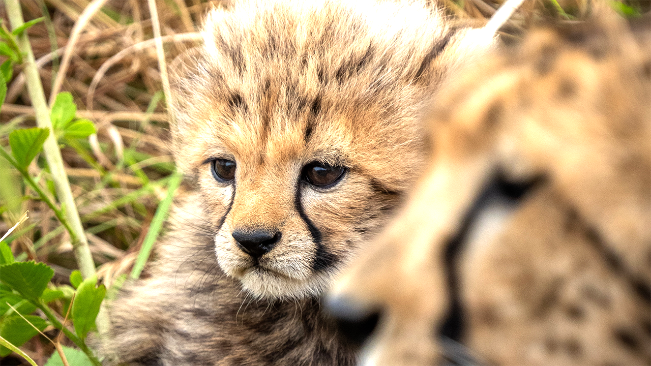 Cheetah Cub Death in KNP