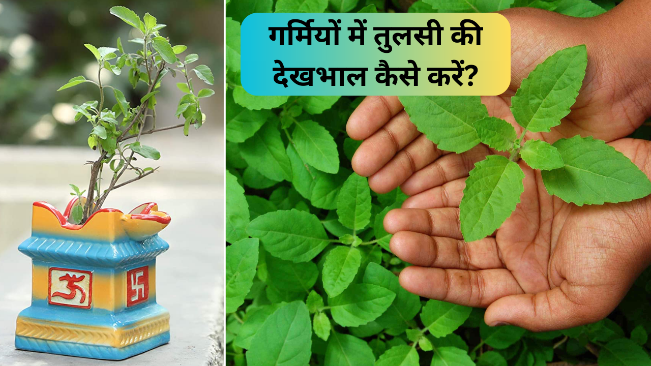 Tulsi, How to take care of tulsi, tulsi care in summer