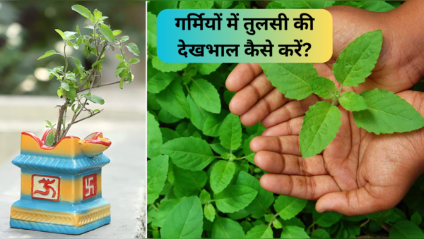 Tulsi, How to take care of tulsi, tulsi care in summer