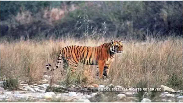 Cheetah Jwala cubs died