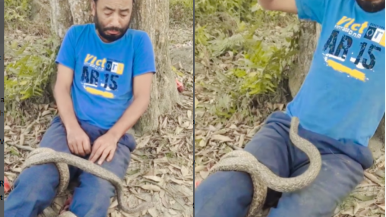 Snake Attack Video