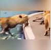 Viral Video -