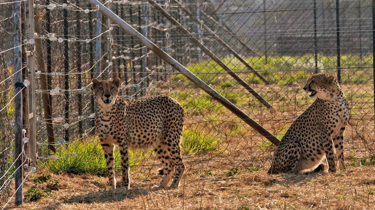 cheetah in india