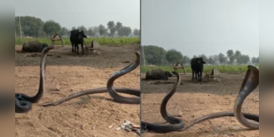 Snake Fight Video -