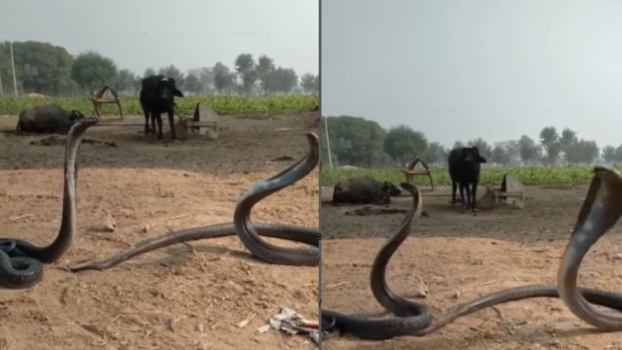 King Cobra Fight Video