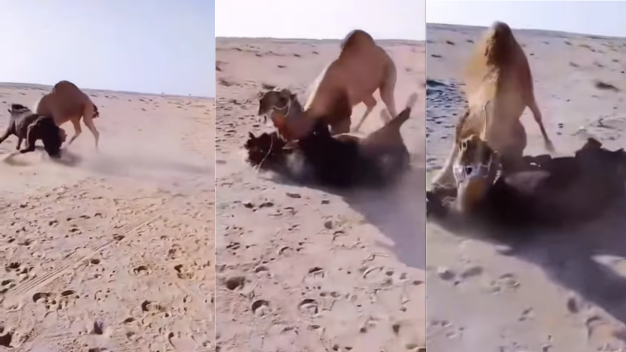 Camel Horse Fight Video