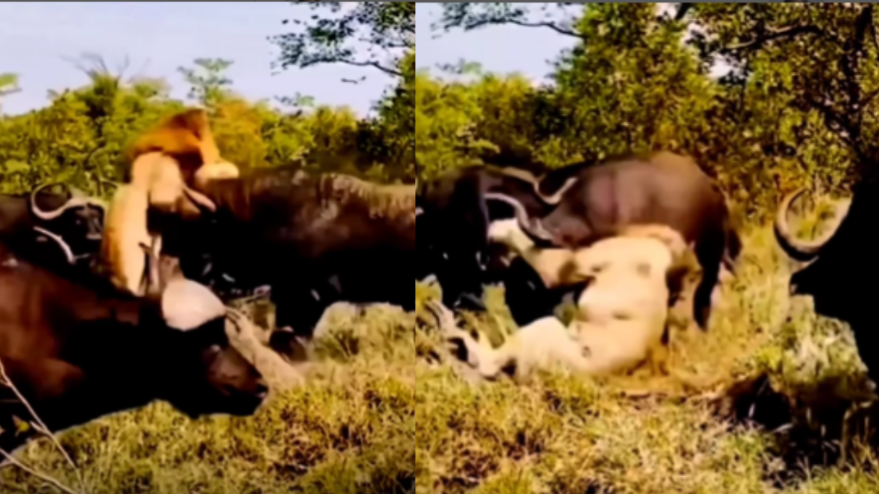 Lion Buffalo Fight Video