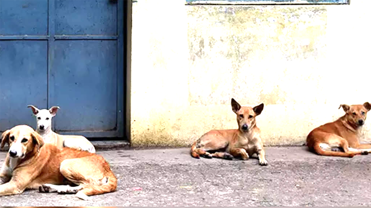 Dog Meat in Nagaland