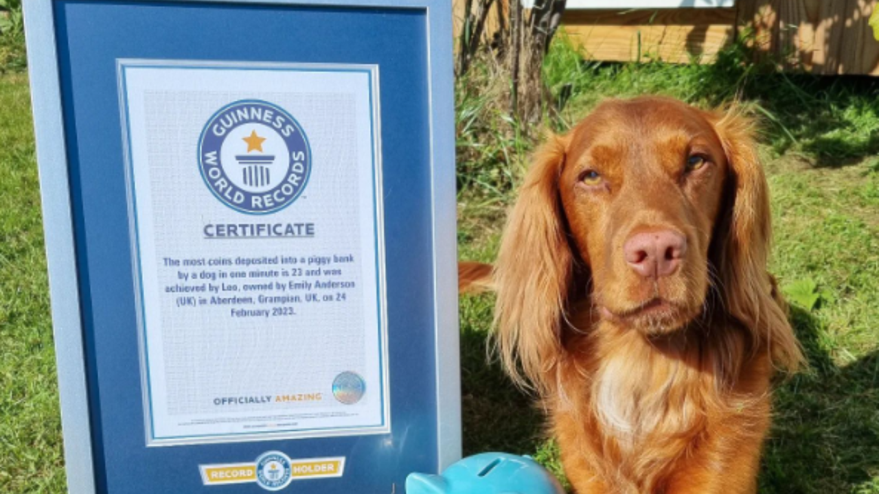 ​Guinness World Records, Dog win Guinness World Records, Dog Viral Video