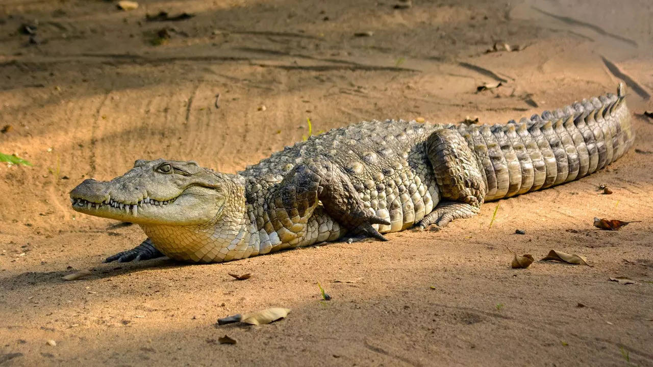 crocodile pregnant