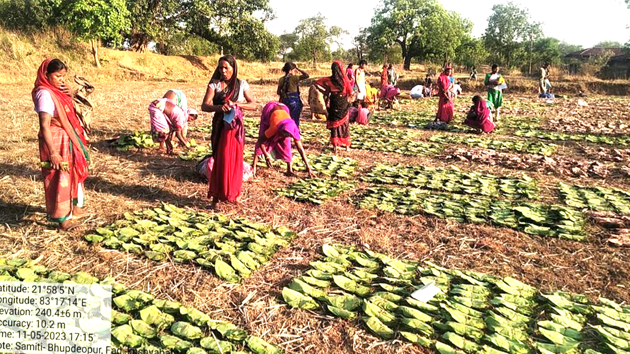 Tendupatta Collectors in Chhattisgarh