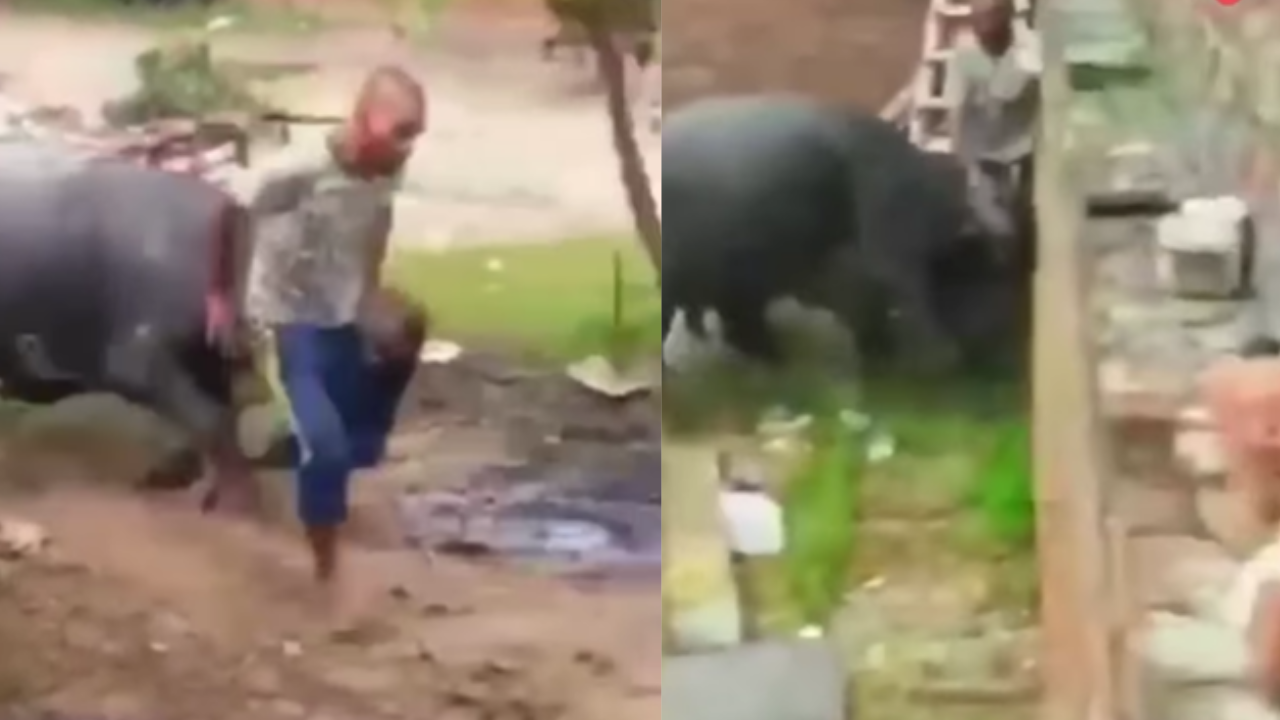 Buffalo Attack Video