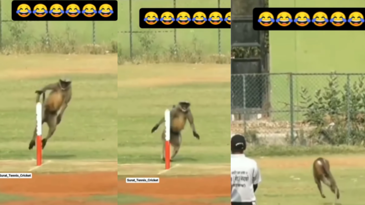 Monkey Viral Video