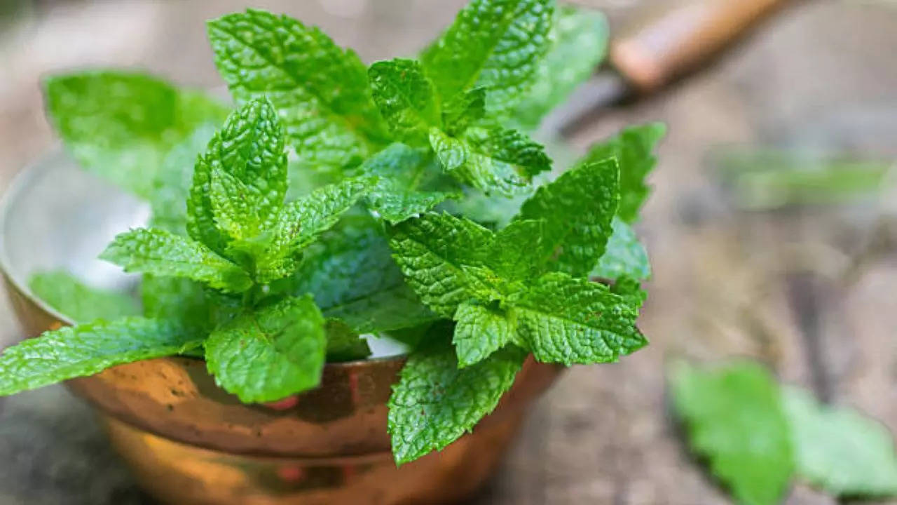 Mint Leaves Benefits