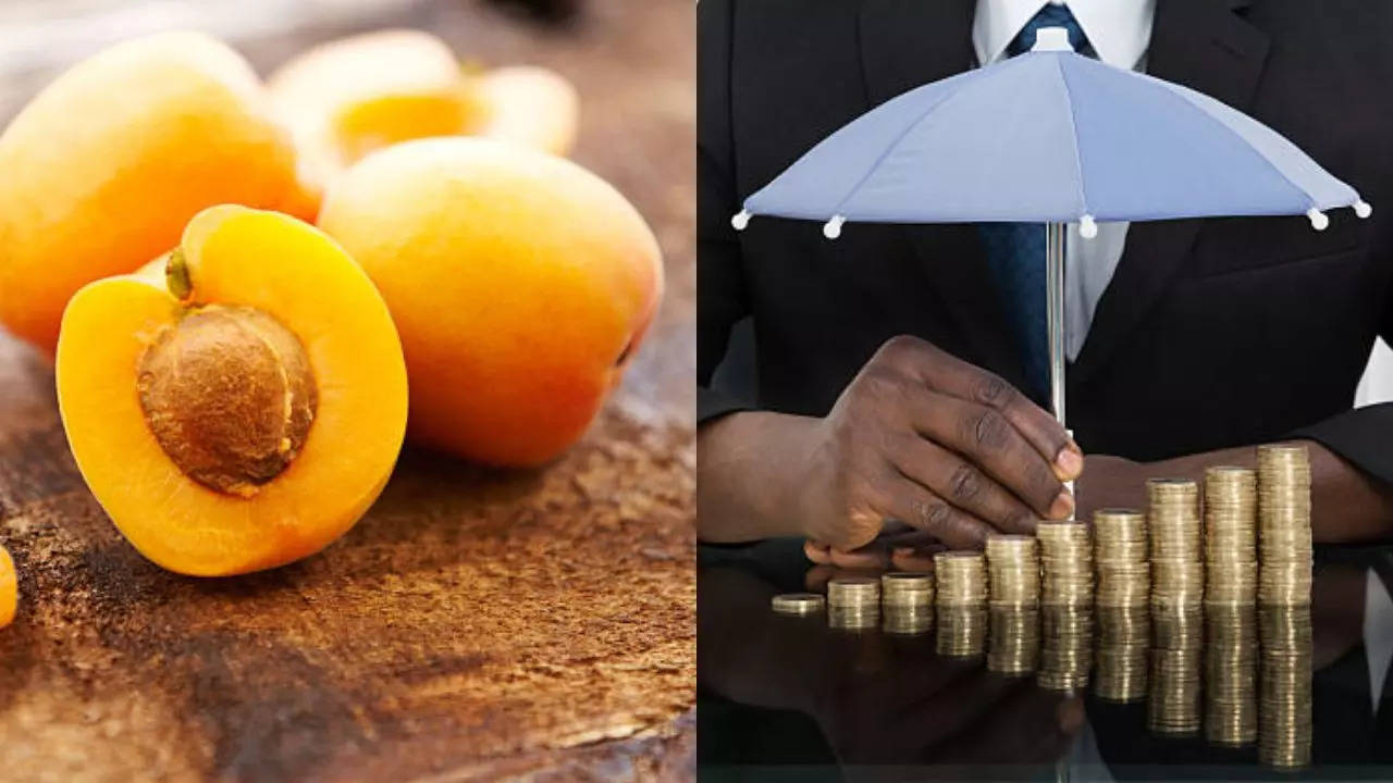 Apricot Oil Business