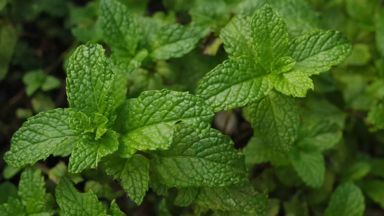 mint benefits, Health benefits, Pudina Fayde