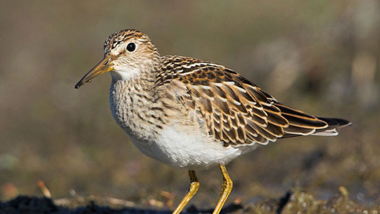 Sandpiper news, Trending news, Bundelkhand news