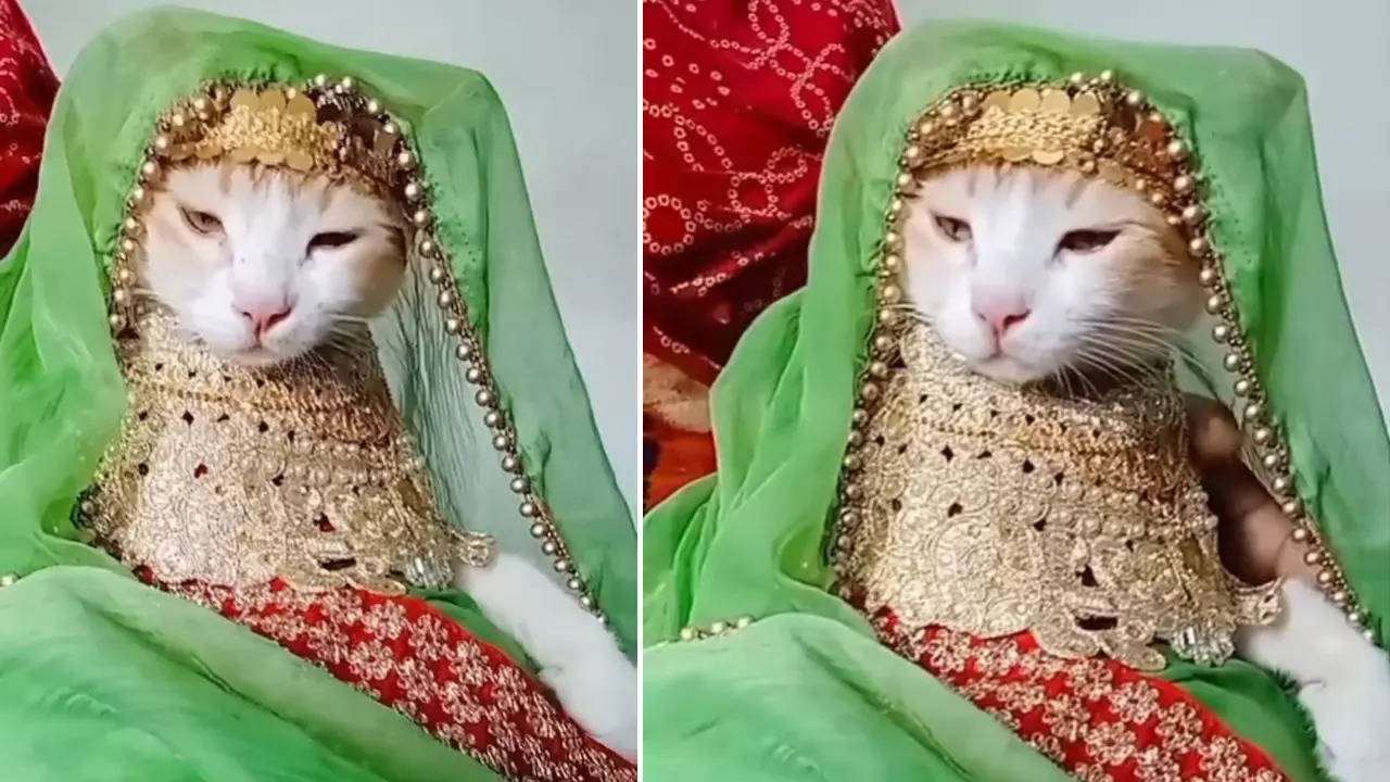 dulhan cat